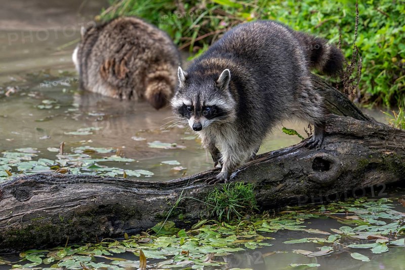 Common raccoon, North American racoon (Procyon lotor) walking over fallen tree trunk in pond, invasive species native to North America
