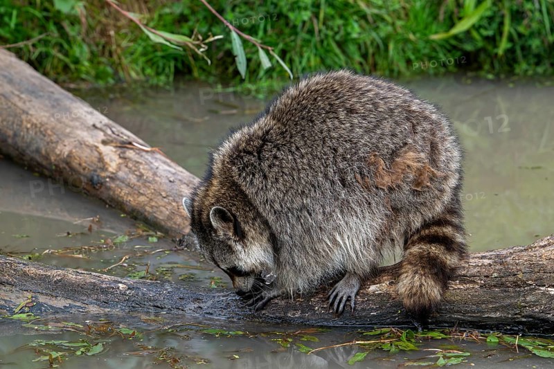Common raccoon, North American racoon (Procyon lotor) washing food in water of pond, invasive species native to North America