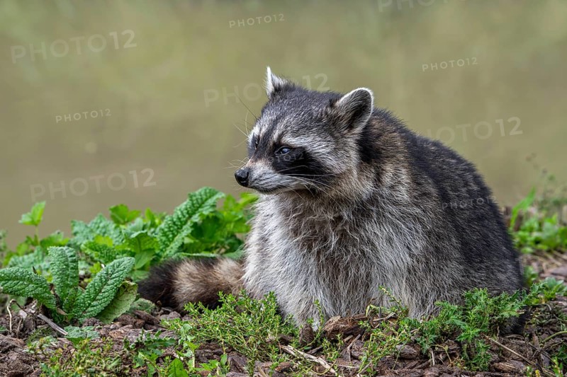 Common raccoon, North American racoon (Procyon lotor) foraging along river bank, invasive species native to North America