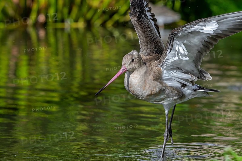 Black-tailed godwit (Limosa limosa) in non-breeding plumage taking off from pond, lake in autumn, fall