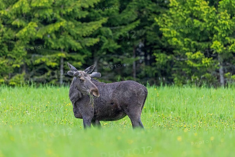 Moose, elk (Alces alces) adult bull, male with antlers covered in velvet grazing grass in meadow at edge of forest in spring, Sweden, Scandinavia