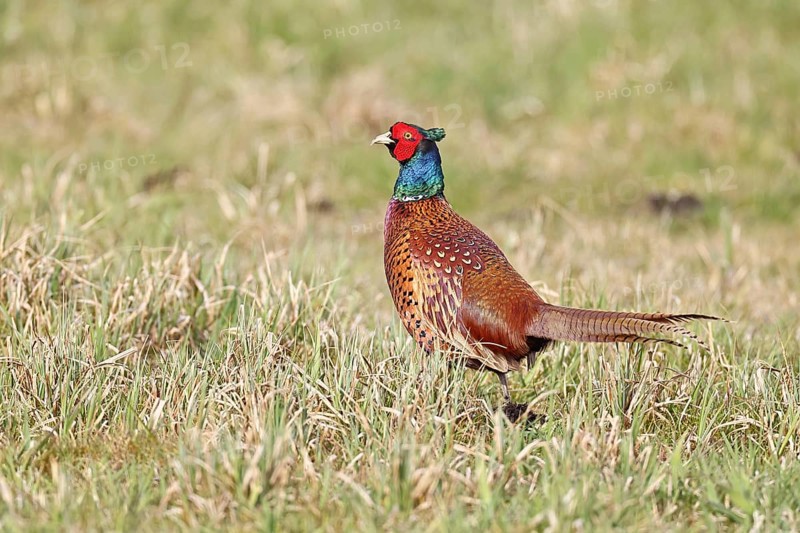 Pheasant, hunting pheasant (Phasianus colchicus), adult male bird in a meadow, wildlife, lembruch, ox moor, Dümmer nature park Park, Lower Saxony, Germany