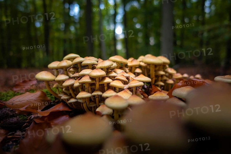 A group of mushrooms stands in the Bad Homburg City Forest, Stadtwald, Bad Homburg, Hesse, Germany in autumn