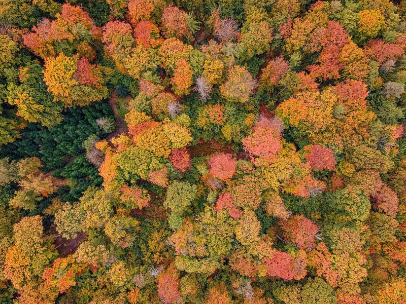 The leaves of the trees in the Bad Homburg city forest turned colorful in autumn. (aerial view with a drone), Stadtwald, Bad Homburg, Hesse, Germany