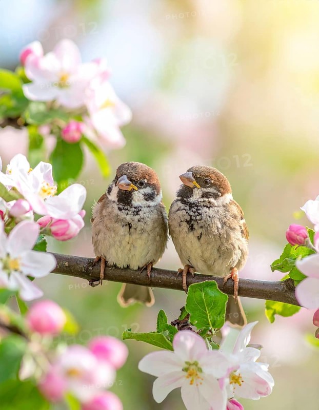 Small funny Sparrow Chicks sit in the garden surrounded by pink Apple blossoms on a Sunny may day, AI generated