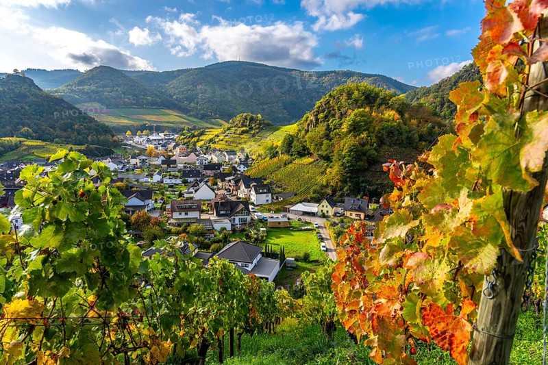 Vineyards in autumn in the middle Ahr Valley, near Mayschoß, Rhineland-Palatinate