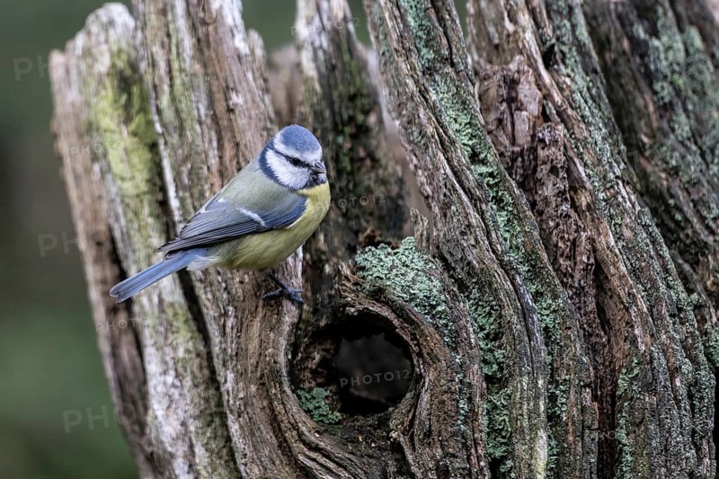Blue tit (Parus caerulea), Emsland, Lower Saxony, Germany