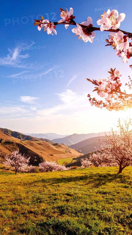 Landscape with a blooming apricot tree, idilyc spring nature, green grass and mountains in background, blue cloudy sky in sunset web banner spring time concept, AI generated