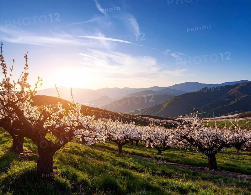 Landscape with a blooming apricot tree, idilyc spring nature, green grass and mountains in background, blue cloudy sky in sunset web banner spring time concept, AI generated