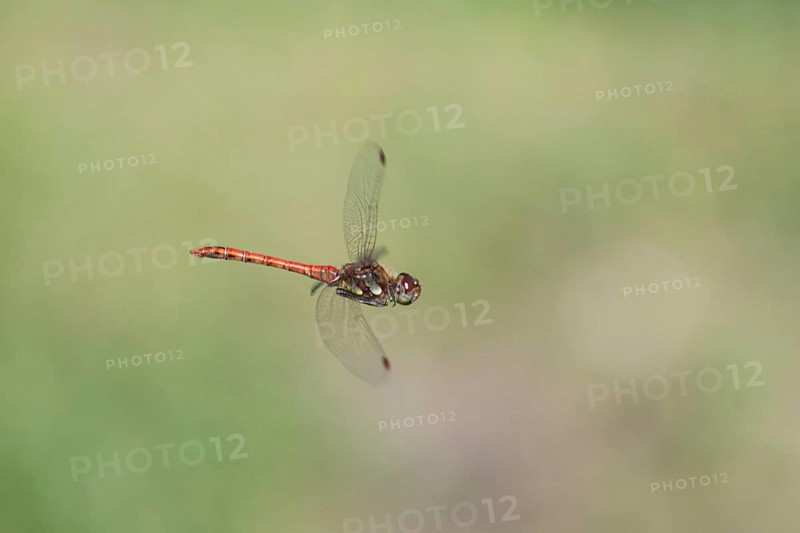 Blood-red heather (Sympetrum sanguineum), aerial view, Norrhine-Westphalia, Germany
