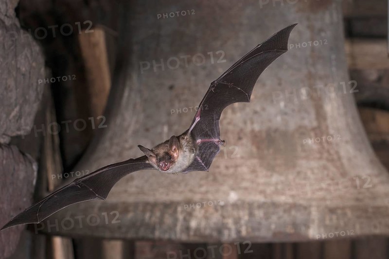 Big mouse ear (Myotis myotis), bat flying in front of church bell, Thuringia, Germany