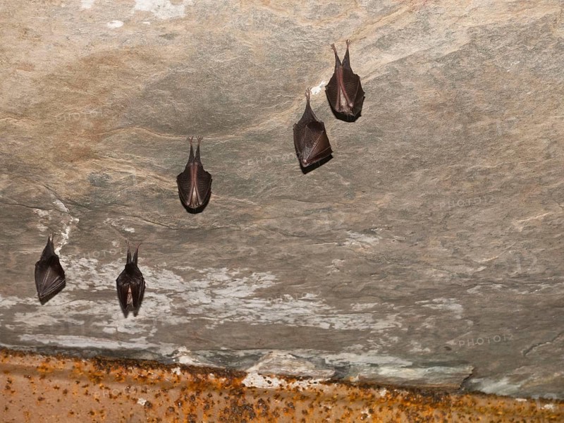 Small horseshoe nose (Rhinolophus hipposideros) hanging from the ceiling in the cellar, Thuringia, Germany