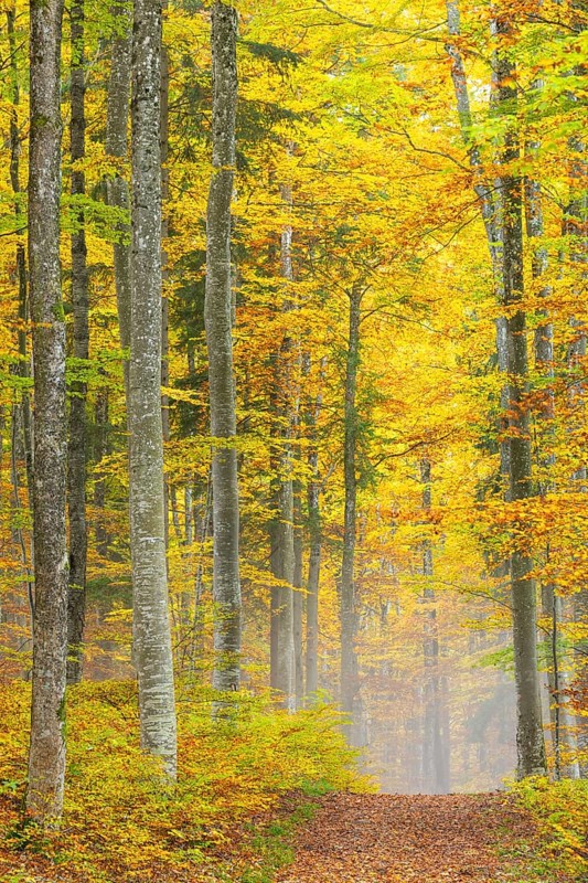 Hiking trail in beech forest (Fagus) in autumn colors, beech plants (Fagaceae), fog, autumn, Leibertingen, Upper Danube nature park Park, Baden-Württemberg, Germany