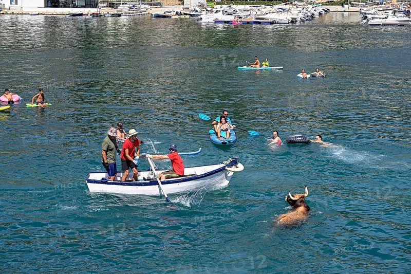 A bull is brought ashore by boat, Bous a la Mar, in English bulls in the sea, bullfighting, Javea or Xàbia, Alicante province, Comunidad Valenciana, Spain