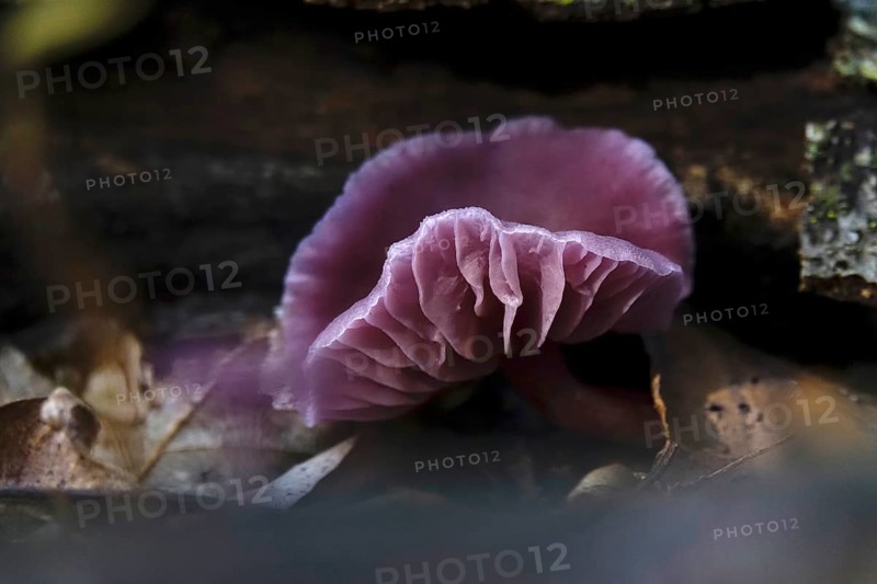 Purple lacquer funnel (Laccaria amethystina) in the forest, autumn time, October, Saxony, Germany