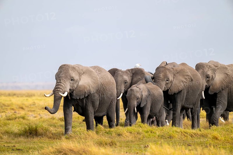 African elephant (Loxodonta africana) large herd with young animals and herons (Bubulcus ibis), in morning light, Amboseli National Park, Rift Valley Province, Kenya