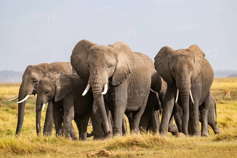 African elephant (Loxodonta africana) large herd with young animals, in morning light, Amboseli National Park, Rift Valley Province, Kenya