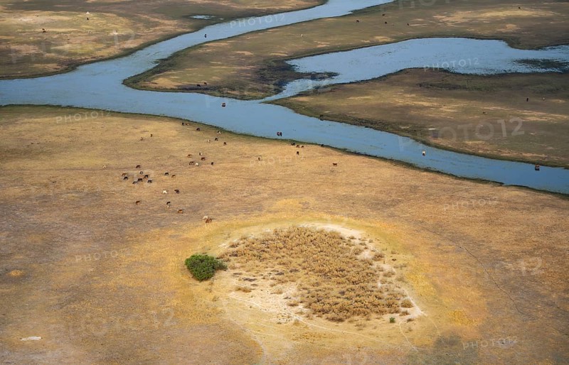 River landscape and grazing herd of cows, aerial view, Okavango Delta, Botswana