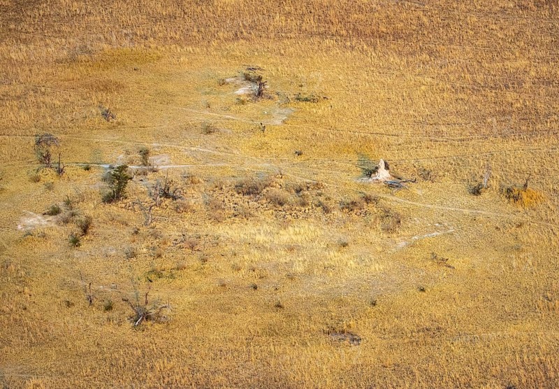 Dry savanna with yellow grass and termite hills, aerial view, Okavango Delta, Botswana