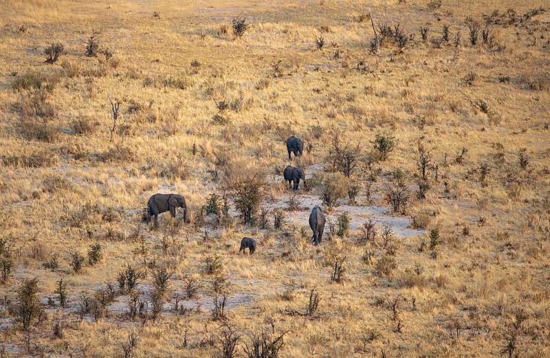 Small herd of elephants in dry savanna with yellow grass, African elephant (Loxodonta africana), aerial view, Okavango Delta, Botswana