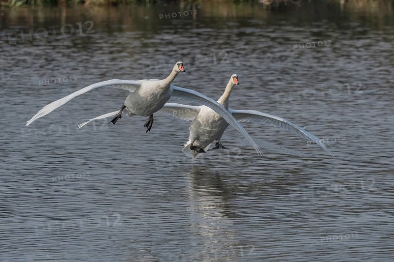 Two swans fly gracefully across a quiet pond, their wide-spreading wings illuminated by soft morning light. Quiet and beautiful natural scene. Bas rhin, Alsace, Grand Est, France