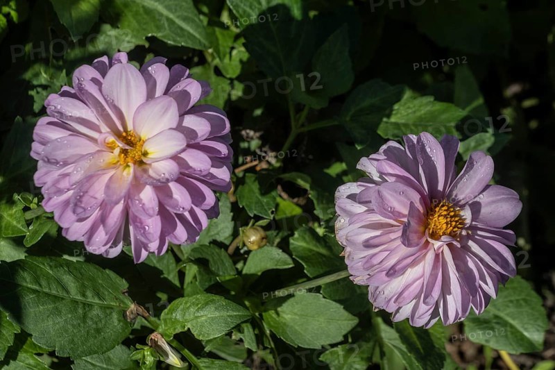 Dahlia (Dahlia), Emsland, Lower Saxony, Germany