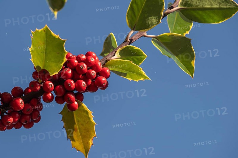 Holly (Ilex aquifolium), fruits, Emsland, Lower Saxony, Germany