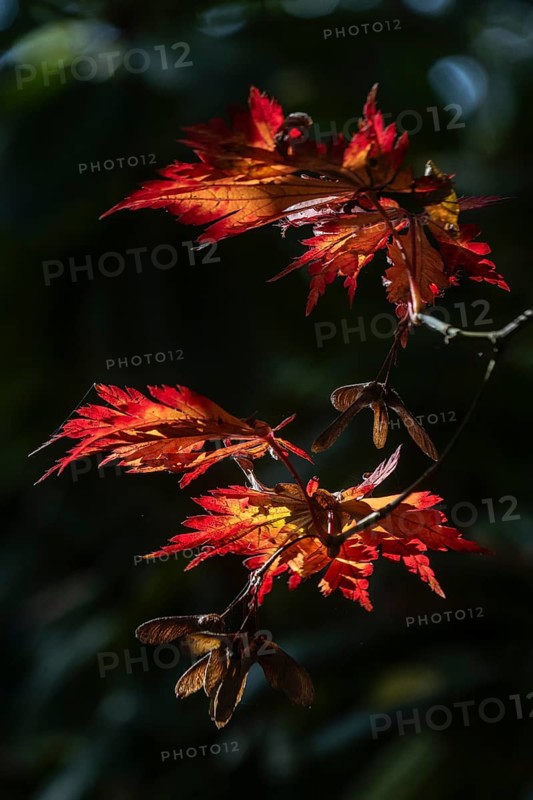 Adenhut leaf maple (Acer japonicum aconitifolium), autumn leaves, Emsland, Lower Saxony, Germany