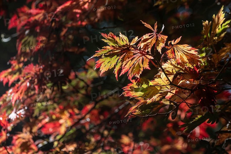 Adenhut leaf maple (Acer japonicum aconitifolium), autumn leaves, Emsland, Lower Saxony, Germany