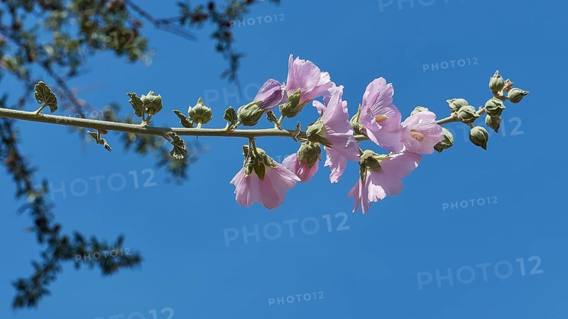 Purple flower against a blue sky, archaeological site, UNESCO World Heritage Site, Mycenae, Mycenae, important city in the pre-classical period, Peloponnese, peninsula, Greece