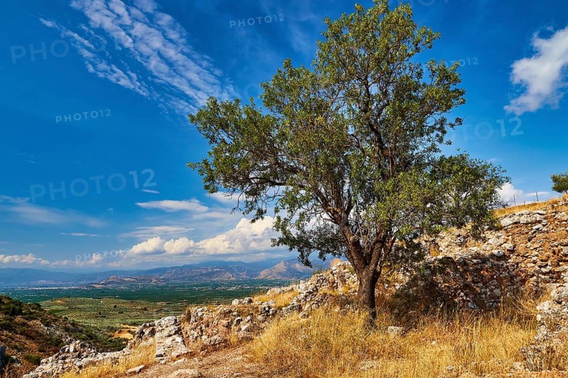 Tree in a ruined landscape, archaeological site, UNESCO World Heritage Site, Mycenae, Mycenae, important city in pre-classical period, Peloponnese, peninsula, Greece