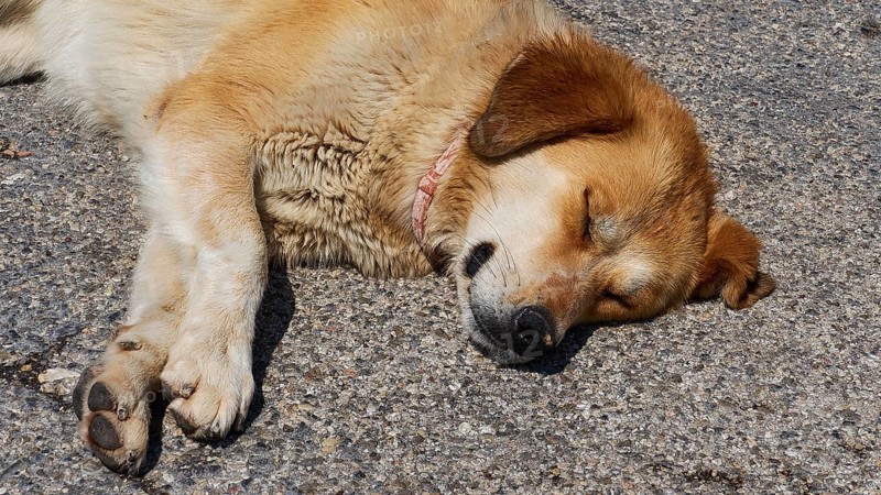 Sleeping dog, parking lot, archaeological site, UNESCO World Heritage Site, Mycenae, Mycenae, important city in pre-classical times, Peloponnese, peninsula, Greece