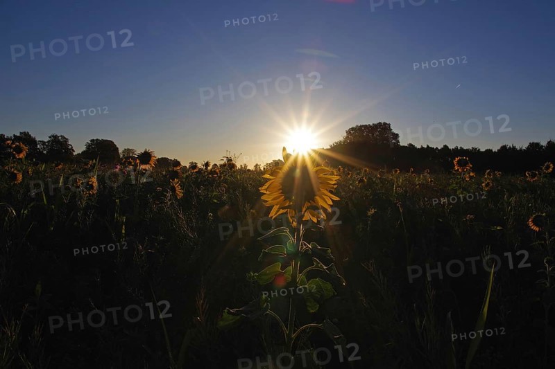 Landscape, sunrise, sunflower (Helianthus annuus), Germany, special atmosphere and beautiful colors at sunrise over a flower field in autumn