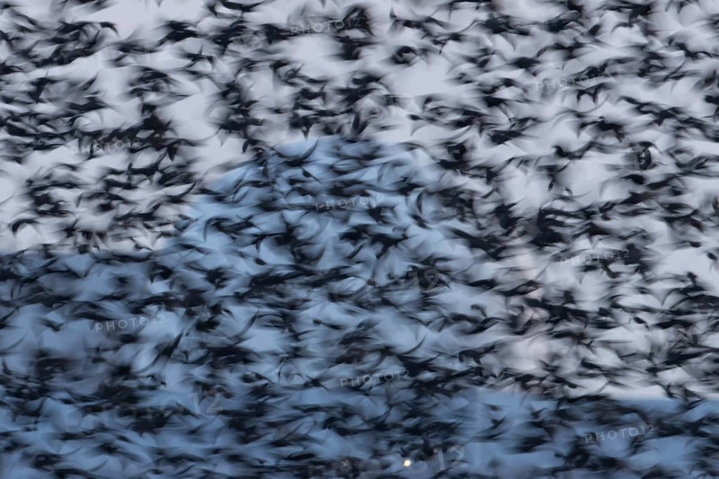 Eurasian starling (Sturnus vulgaris) adult birds flying in a flock in a murmuration at sunset in winter - slow motion blur image, England, United Kingdom