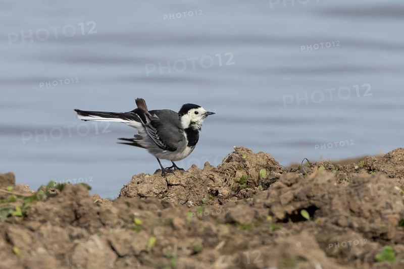 Pied wagtail (Motacilla alba) adult bird on the edge of a lake, England, United Kingdom