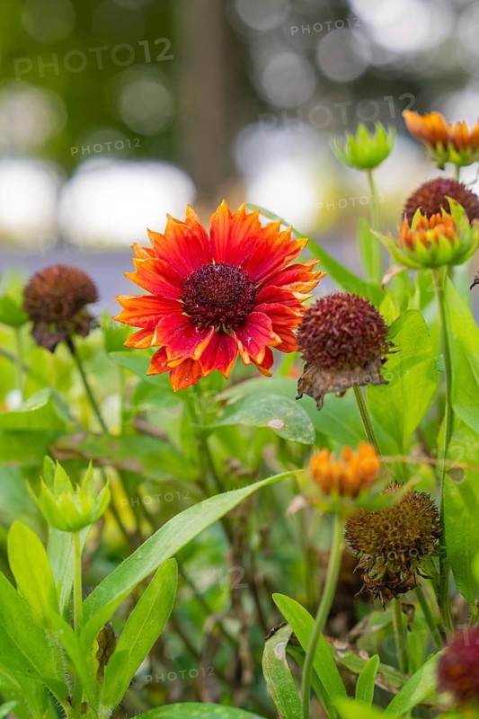 Red flower in the garden surrounded by green leaves and autumn light, Überlingen, Lake Constance, Germany
