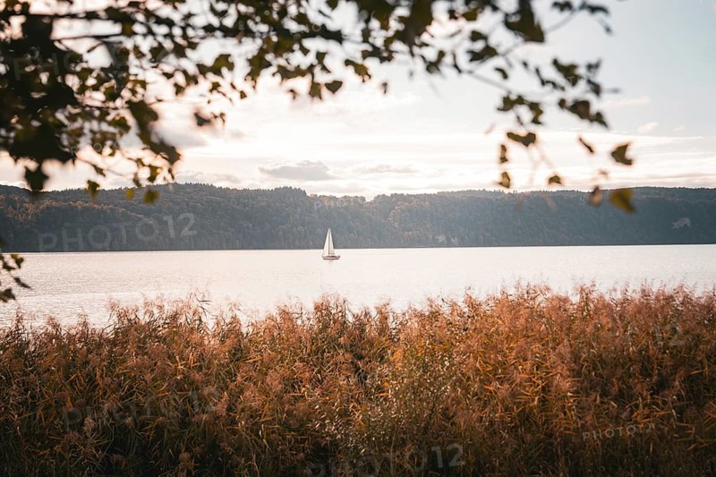 Peaceful seascape with a sailboat and reeds in the foreground, Überlingen, Lake Constance, Germany