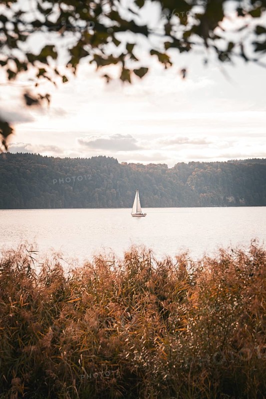 Single sailboat on a lake surrounded by reeds in evening light, Überlingen, Lake Constance, Germany