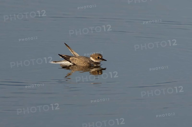 Little ringed plover (Charadrius dubius) adult wading bird in a shallow coastal lagoon, England, United Kingdom