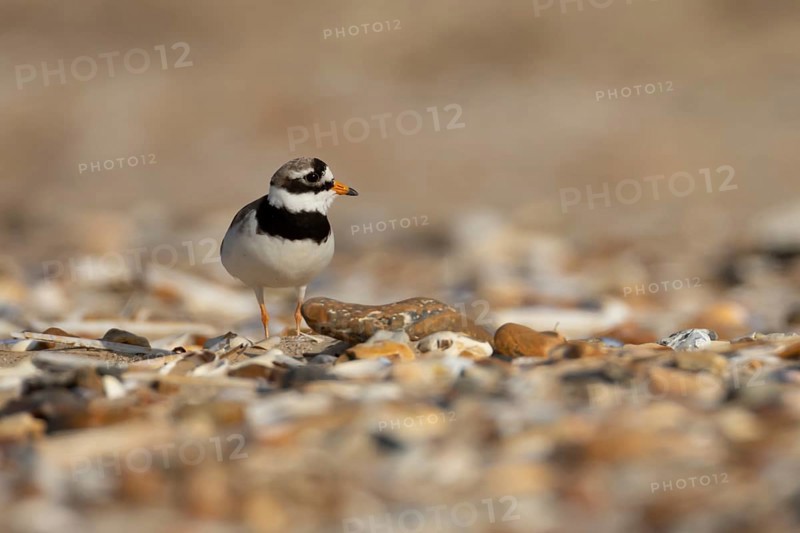 Ringed plover (Charadrius hiaticula) adult wading bird on a coastal shingle beach, England, United Kingdom