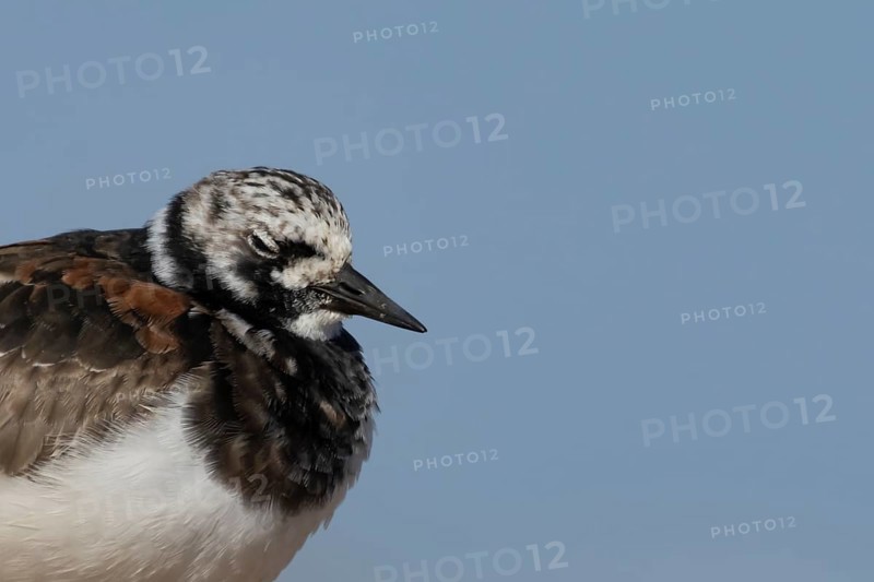 Ruddy Turnstone (Arenaria interpres) adult wading bird in summer plumage sleeping on a coastal beach, England, United Kingdom