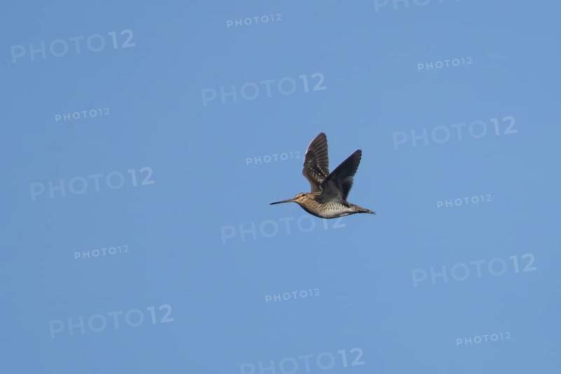 Common snipe (Gallinago gallinago) adult wading bird flying, England, United Kingdom