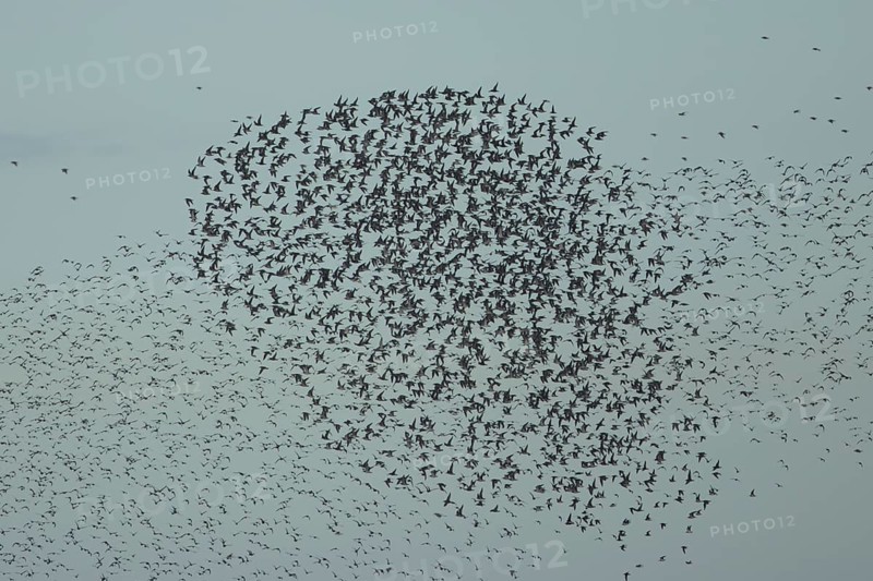 Red Knot (Calidris canutus) adult wading birds in flight in a large flock at high tide, RSPB Snetisham nature reserve, Norfolk, England, United Kingdom
