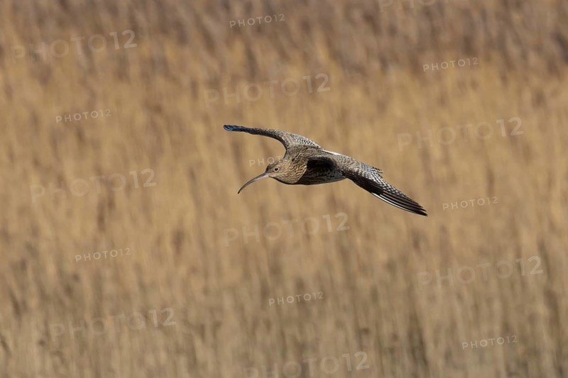 Eurasian curlew (Numenius arquata) adult wading bird flying over a saltmarsh, England, United Kingdom