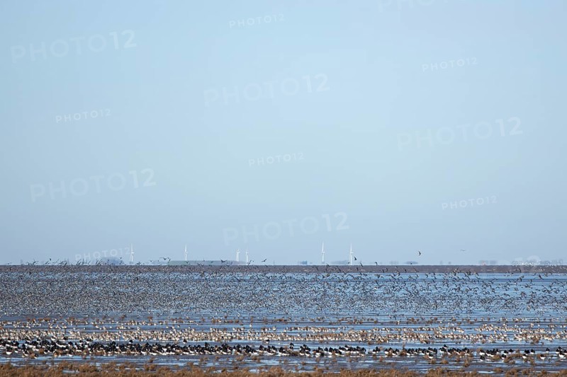 Red Knot (Calidris canutus) and Eurasian Oystercather (Haematopus ostralegus) adult wading birds at high tide on The Wash, RSPB Snetisham nature reserve, Norfolk, England, United Kingdom