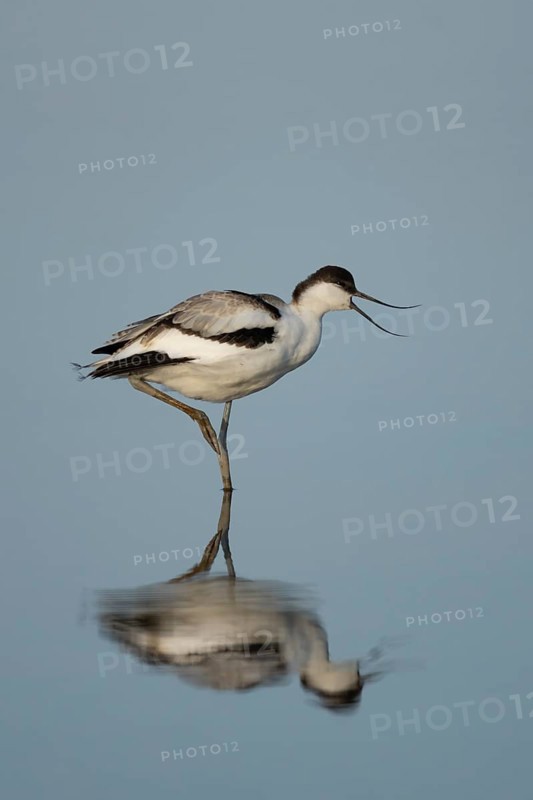 Pied Avocet (Recurvirostra avosetta) adult wading bird calling in a shallow lagoon with a reflection on the calm water, England, United Kingdom