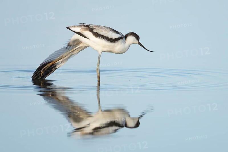 Pied Avocet (Recurvirostra avosetta) adult wading bird stretching in a shallow lagoon with a reflection on the calm water, England, United Kingdom