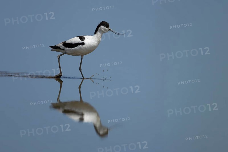 Pied Avocet (Recurvirostra avosetta) adult wading bird in a shallow lagoon with a reflection on the calm water, England, United Kingdom