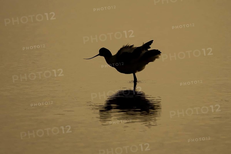 Pied Avocet (Recurvirostra avosetta) silhouette of an adult wading bird in a shallow lagoon with a reflection on the calm water at sunset, England, United Kingdom