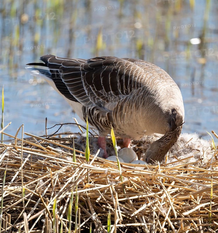 Grey goose (Anser anser) stands on the nest and turns the eggs, Lower Saxony, Germany